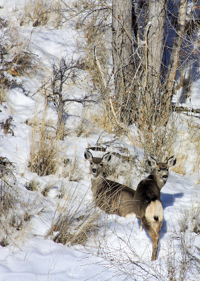 Mule Deer in the Canyon Photograph by Marta Alfred