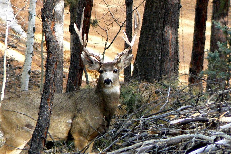 Mule Deer in the Forest Photograph by Marilyn Burton
