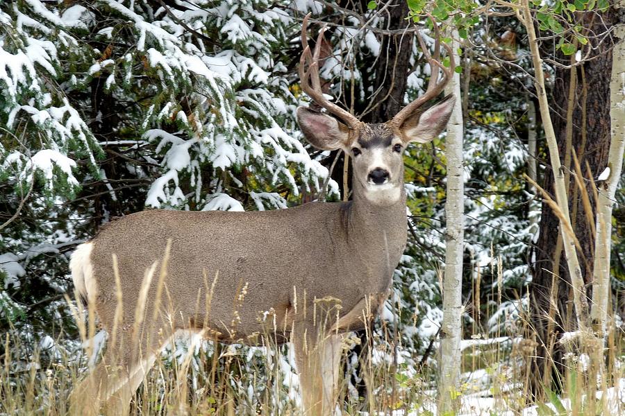 Mule Deer in the snow Photograph by Marilyn Burton