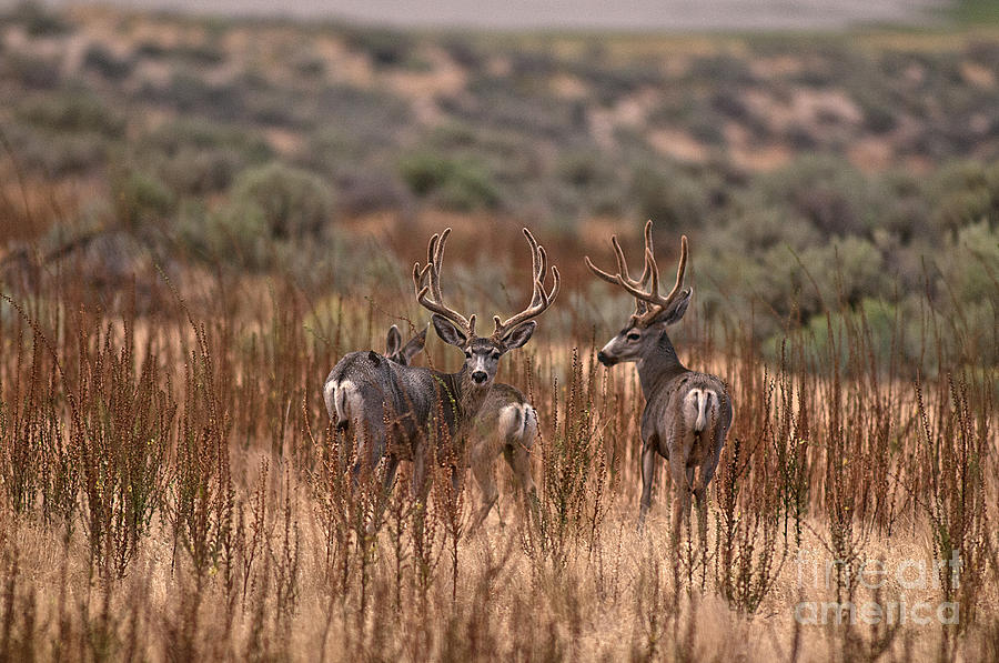 Deer Photograph - Mule Deer in velvet by Earl Nelson