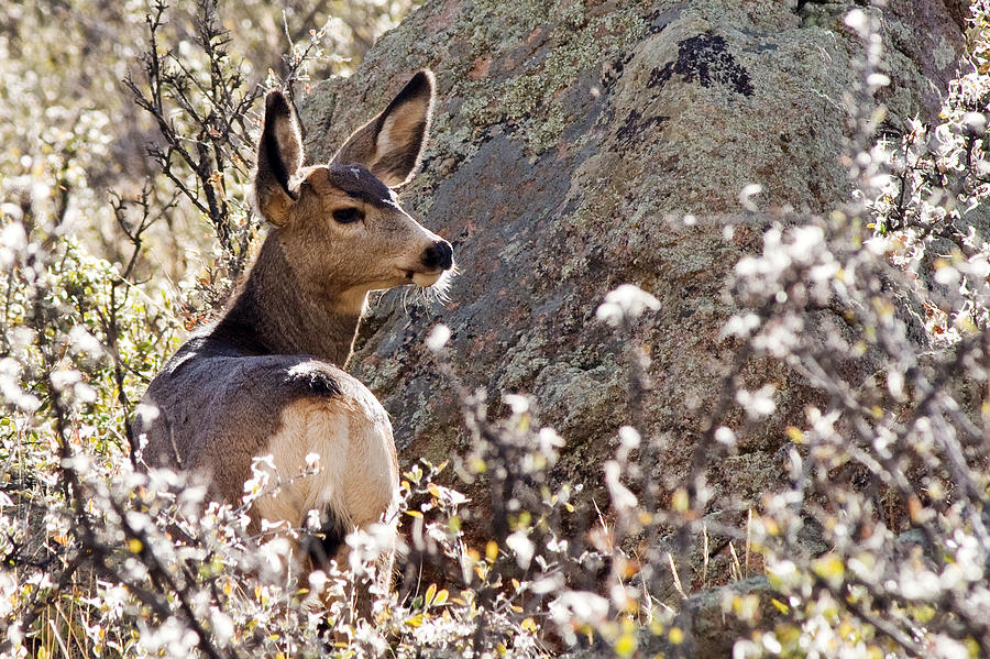 Wildlife Photograph - Mule Deer by Jaci Harmsen