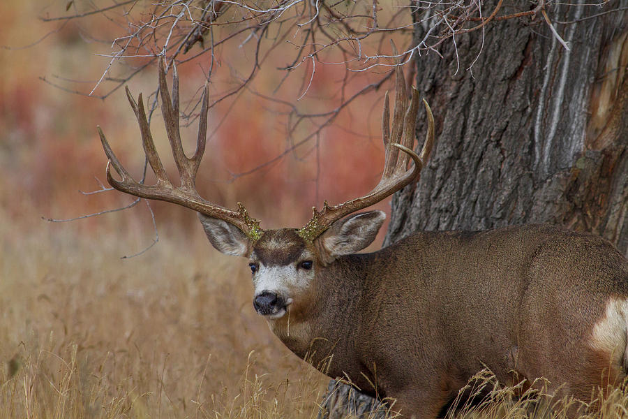 Mule Deer  Photograph by Jeff Shumaker