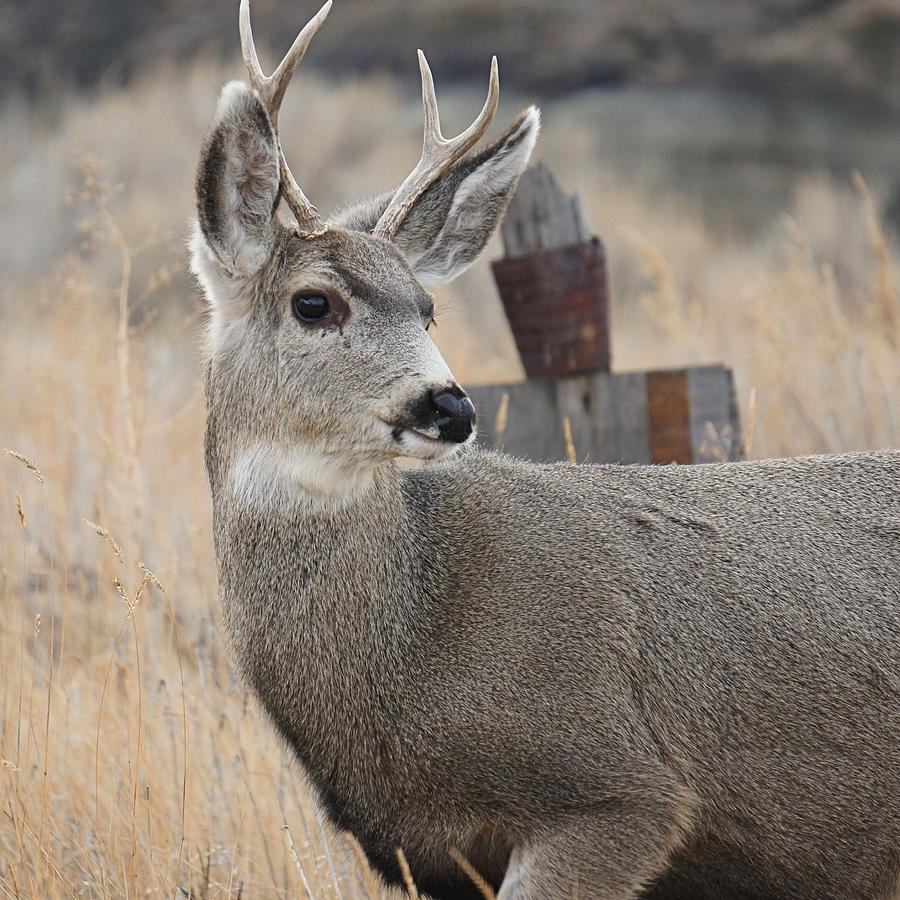 Mule Deer Photograph by Jenny Hudson