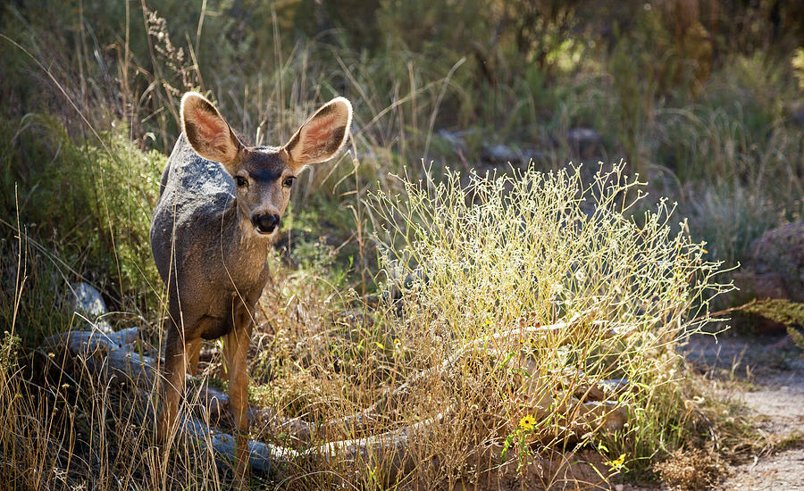 Bandelier National Monument Photograph - Mule Deer by Jim West