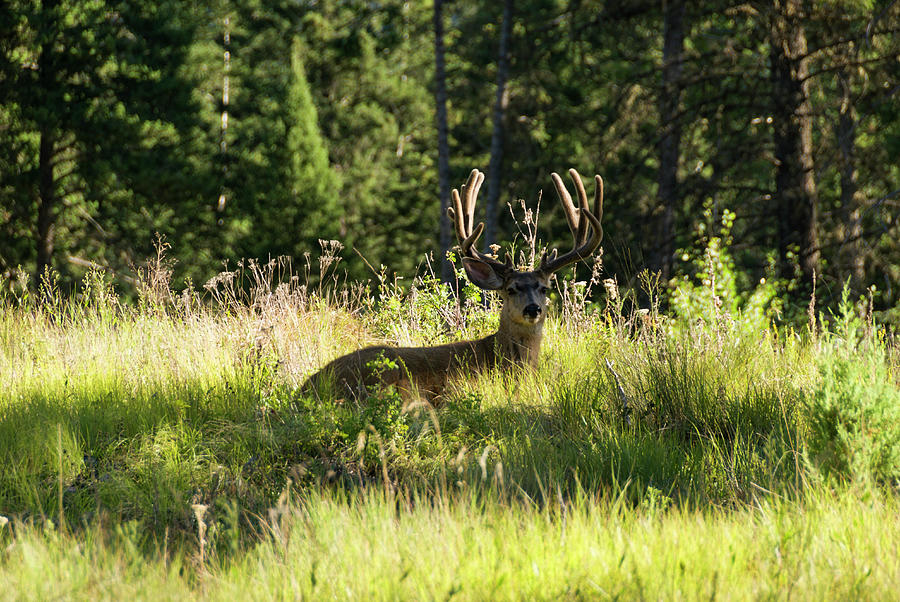 Mule Deer Photograph by John Elk Iii