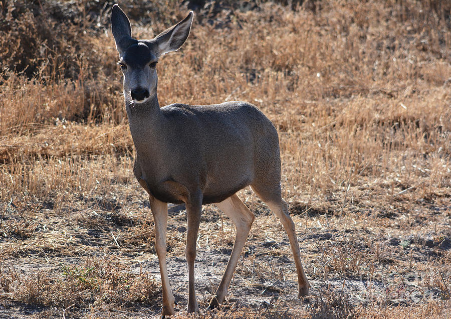 Mule Deer Photograph by John Greco