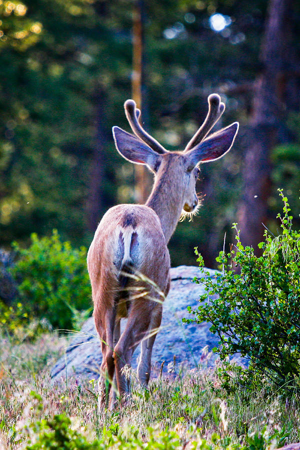 Mule Deer Photograph by Juli Ellen