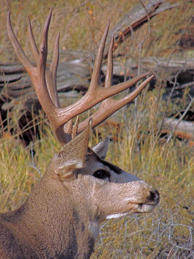 Mule Deer Photograph by Lynn Sprowl