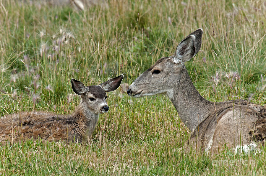 Mule Deer Photograph by Mark Newman