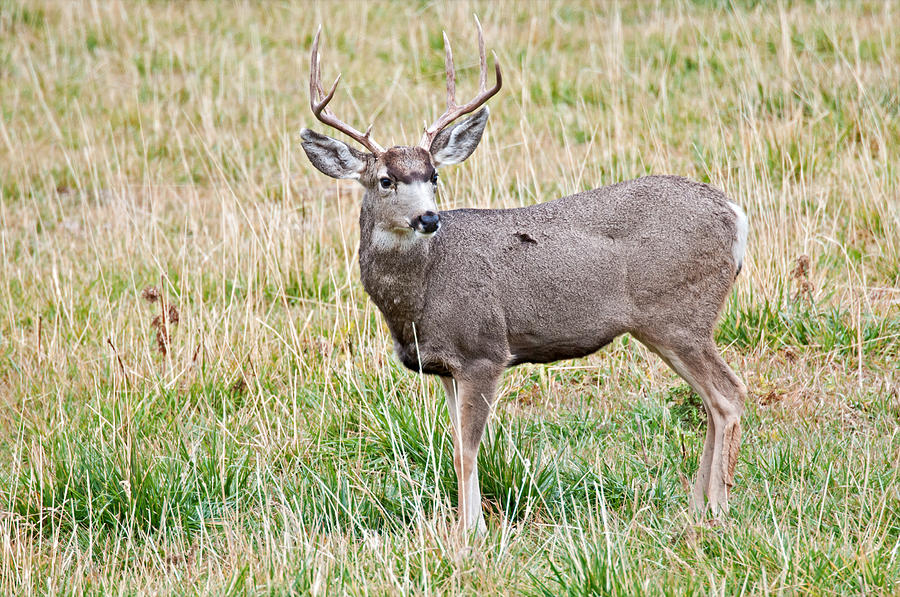 Mule Deer Photograph by Elijah Weber - Fine Art America