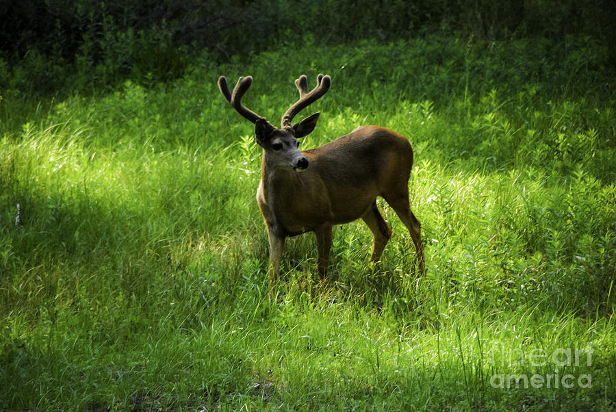 Deer Photograph - Mule Deer by Mary Carol Story