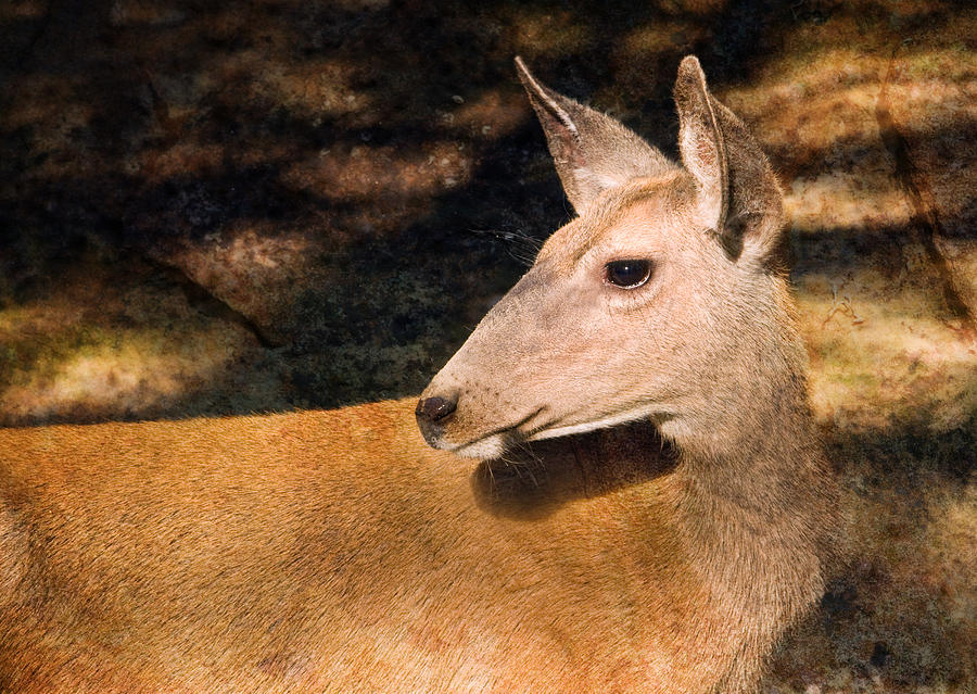 Mule Deer Photograph by Melinda Fawver