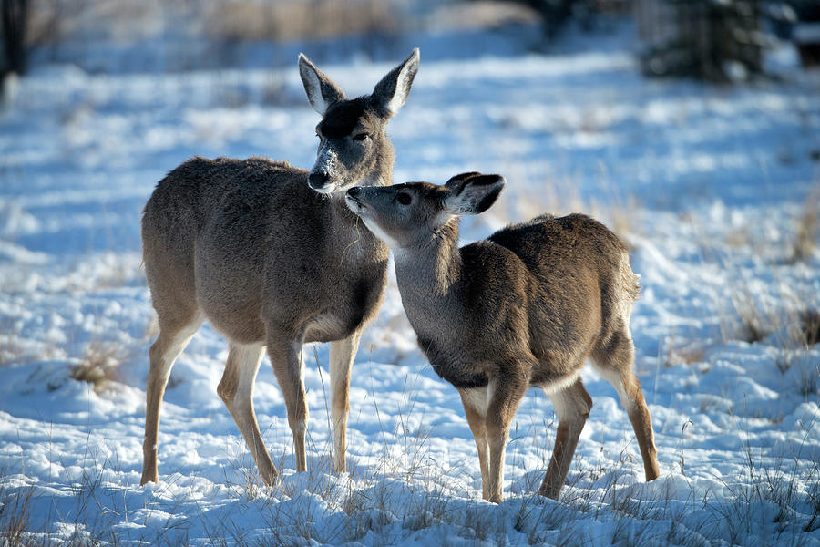 Mule Deer, Odocoileus Hemionus Photograph by Mark Newman