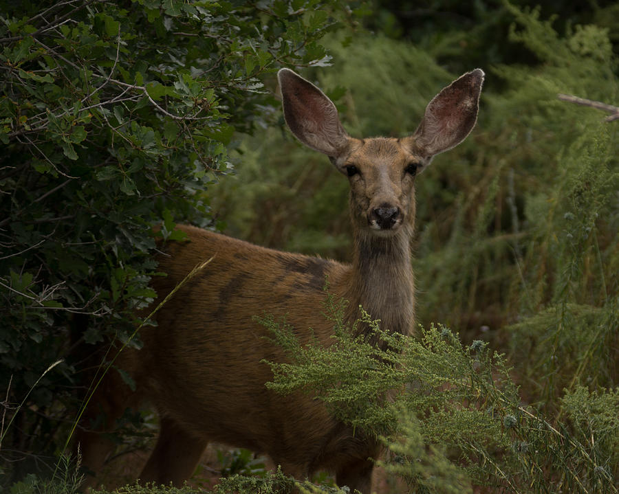 Mule Deer On Alert 2 Photograph by Ernest Echols