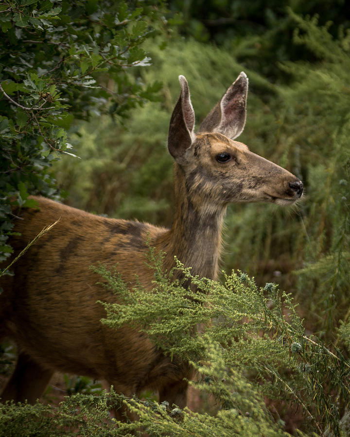 Mule Deer on alert Photograph by Ernest Echols
