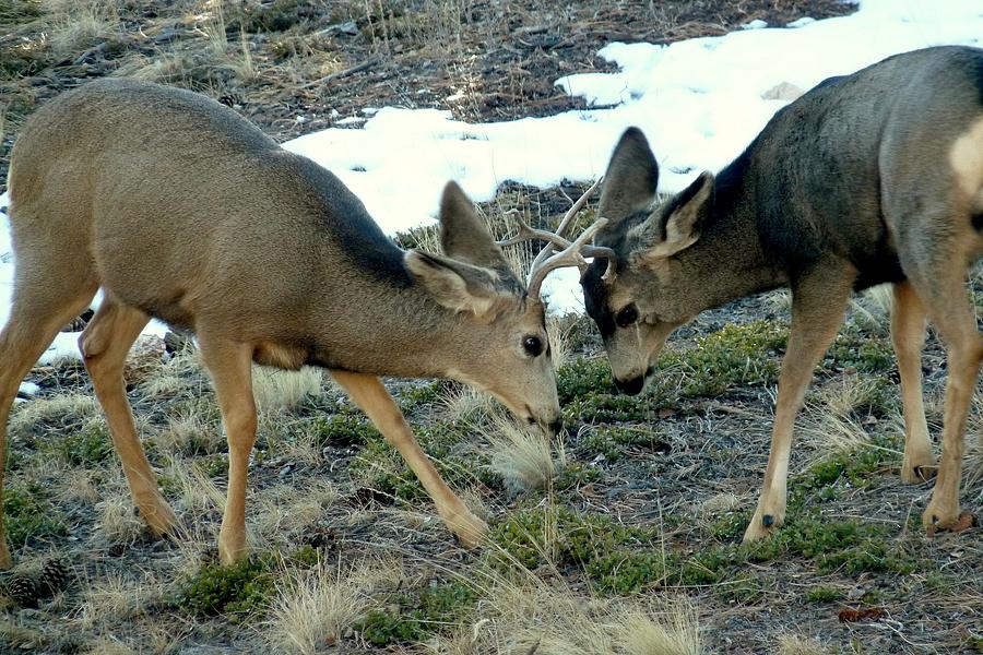 Mule Deer - Play Fighting Photograph by Marilyn Burton