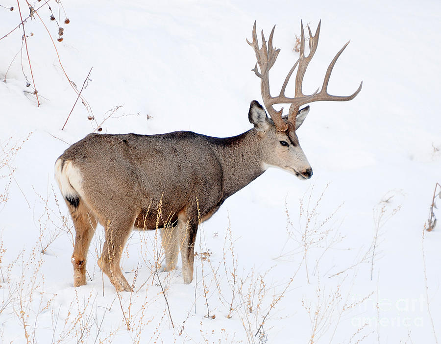 Mule Deer Rut 24 Photograph