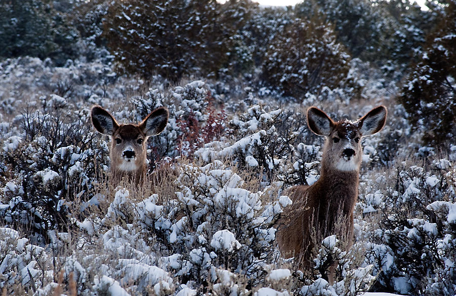 Mule Deer Twins Photograph by Eric Rundle