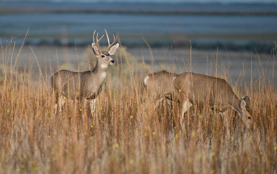 Mule Deer, Utah Photograph by Michael Lustbader