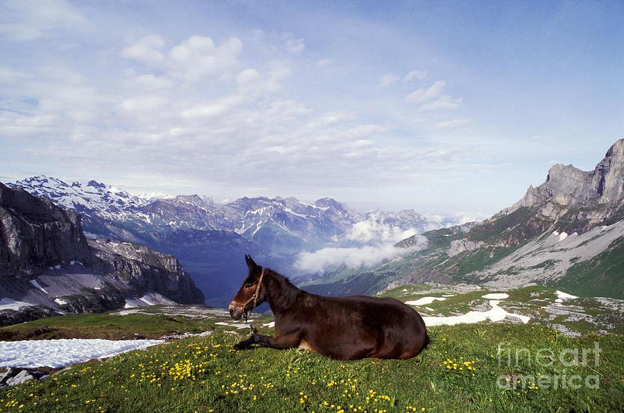 Mule Lying Down In Alpine Meadow Photograph by Rolf Kopfle
