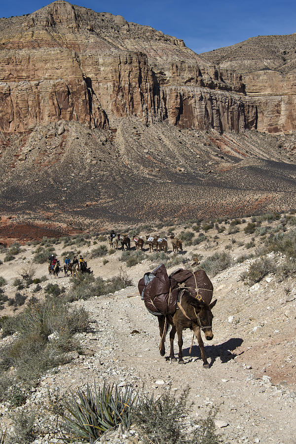 Mule Pack Train, Grand Canyon Photograph by Mark Newman