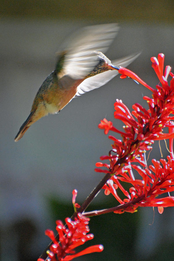 Mulege Hummingbird 1 Photograph by JustJeffAz Photography