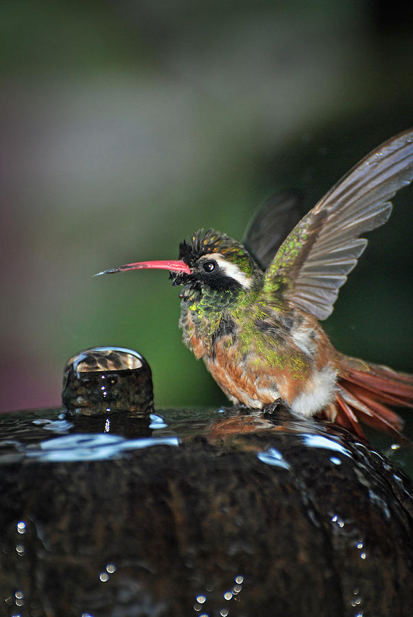 Mulege Hummingbird 14 Photograph by JustJeffAz Photography