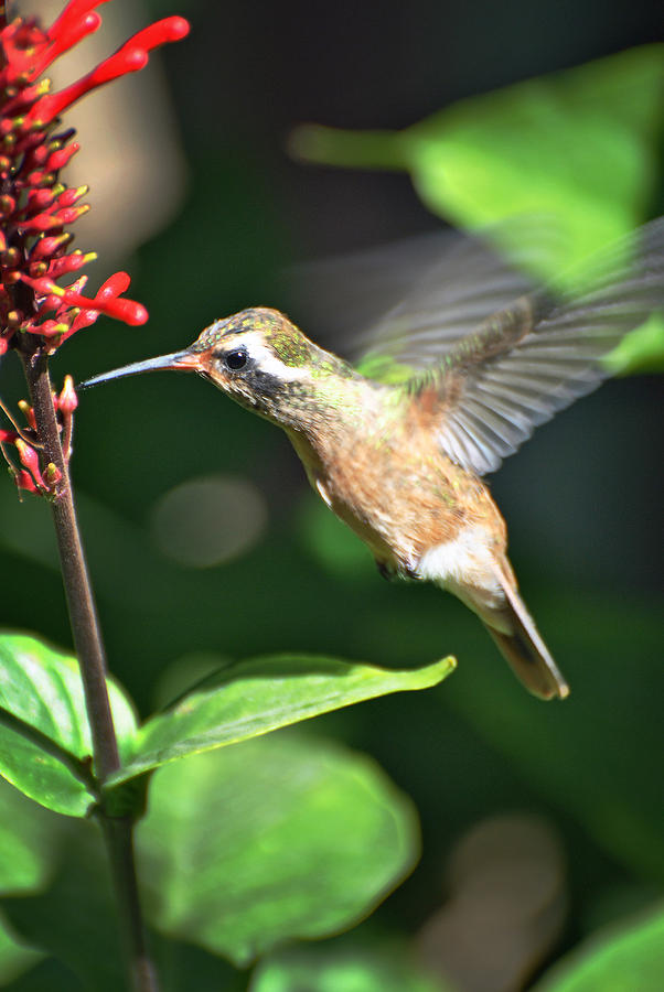 Mulege Hummingbird 9 Photograph by JustJeffAz Photography