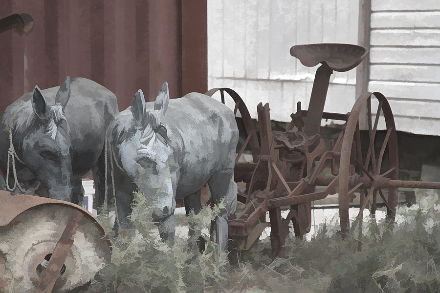 Mule Photograph - Mules by Audreen Gieger
