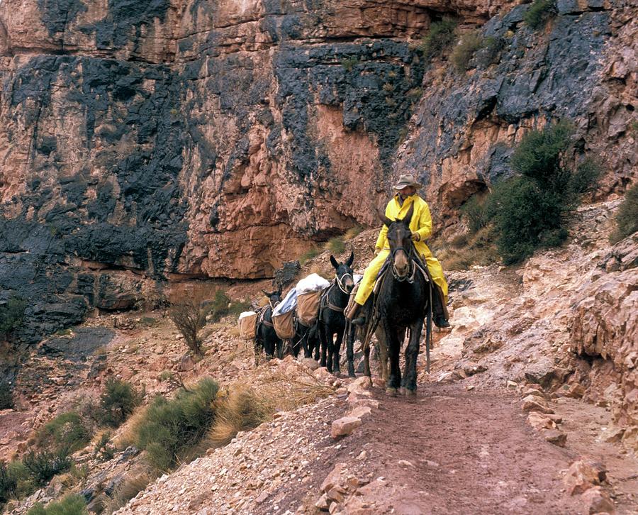 Grand Canyon National Park Photograph - Mules Hauling Rubbish In The Grand Canyon by Jim West