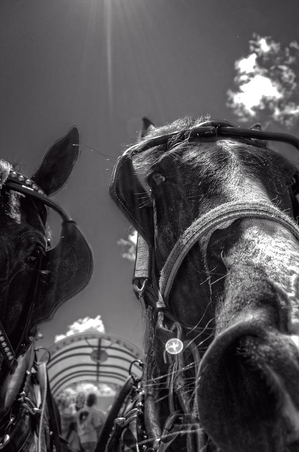 Black And White Photograph - Mules in Black and White by Greg and Chrystal Mimbs