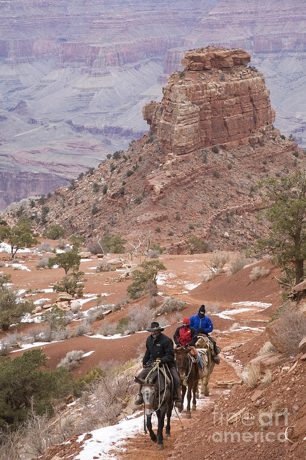 Mules in Grand Canyon Photograph by Jim West