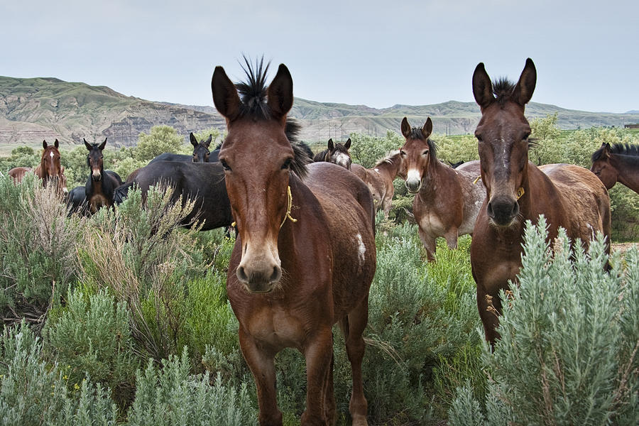 Mules in Wyoming No. 1142 Photograph by Randall Nyhof