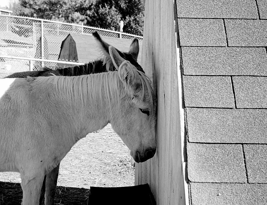 Donkey Photograph - Mules by Valentino Visentini