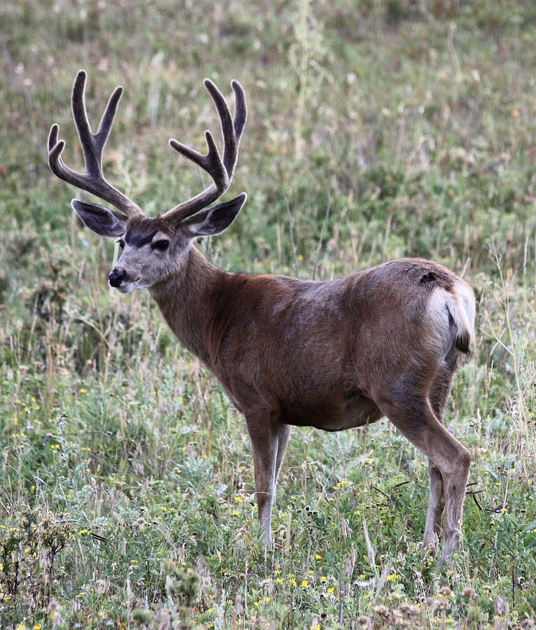 Muley Buck Photograph by Shane Bechler