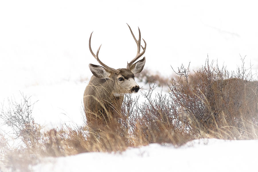 Animals Photograph - Muley by Garett Gabriel Animals Photograph - Muley by Garett Gabriel