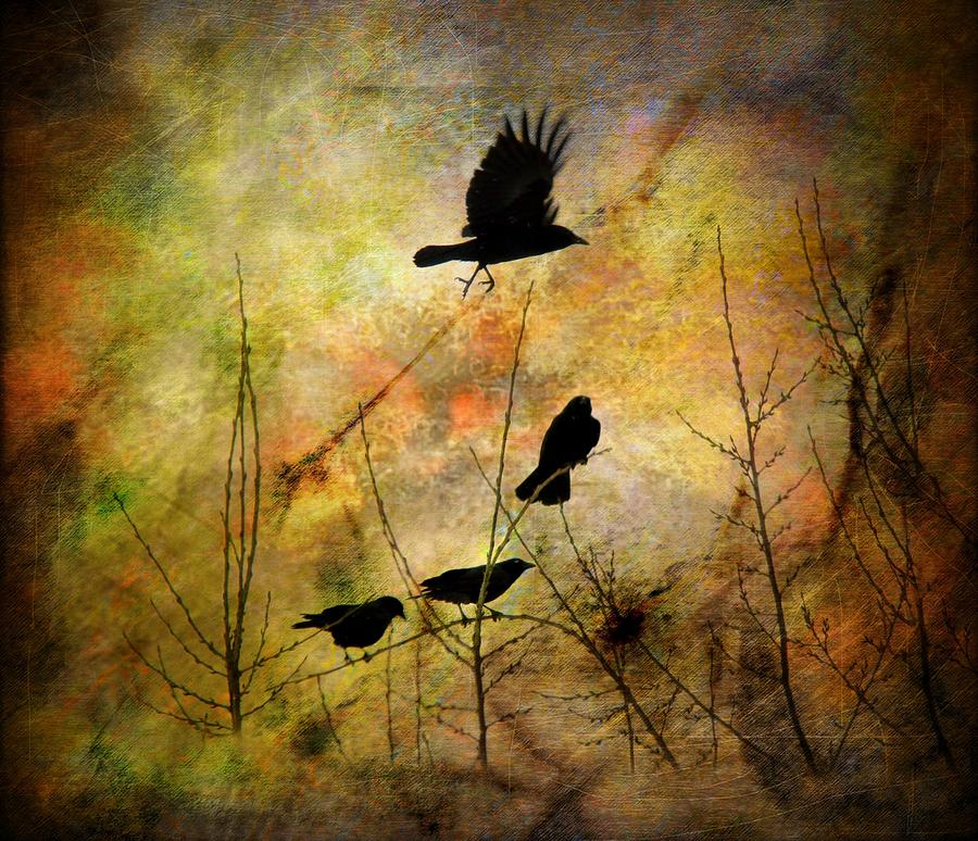 Bird Photograph - Muliti-Colored Dreams by Gothicrow Images