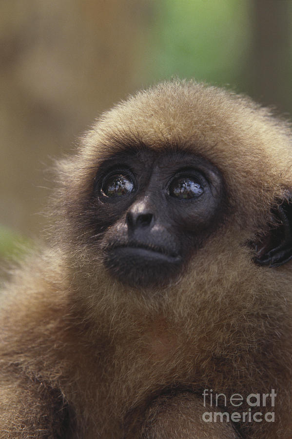 Mullers Gibbon Photograph by Art Wolfe - Pixels