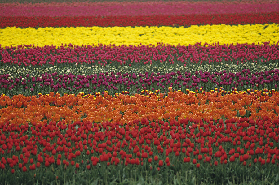 Mult-colored tulip field Photograph by Jim Corwin