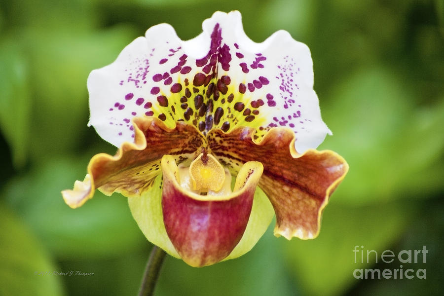 Multi-color Orchid Photograph by Richard J Thompson