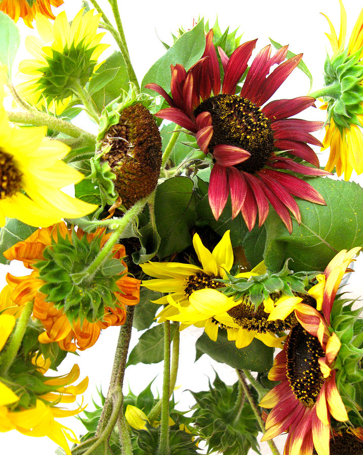 Multi-Color Sunflowers Photograph by Valerie Brown