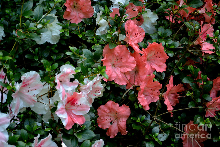 Multi Colored Azaleas Photograph by Eva Thomas Fine Art America