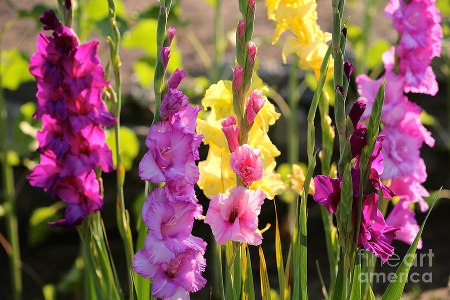 Flower Photograph - Multi Colored Gladiolus by Carol Groenen
