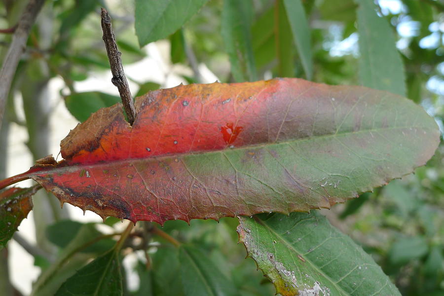 Multi colored leaf  Photograph by Nora Boghossian