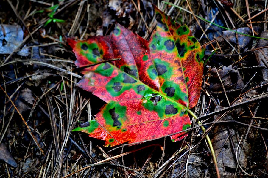 Multi-Colored Leaf Photograph by Tara Potts