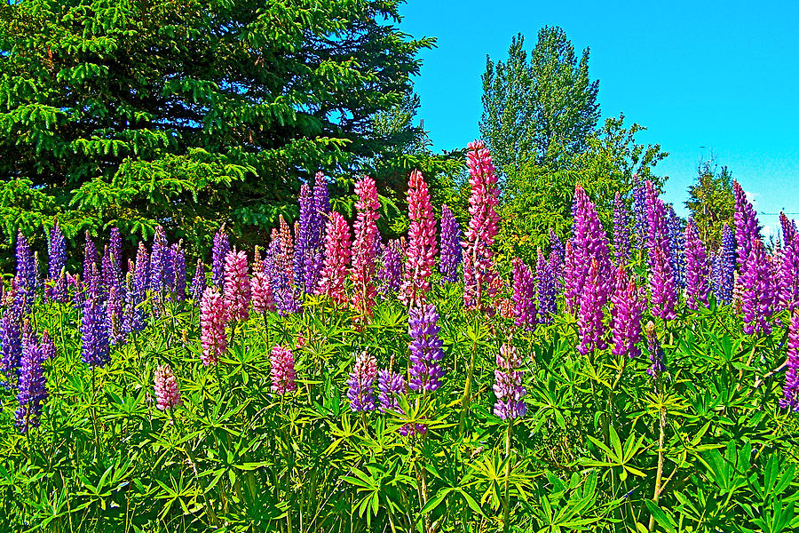 Multi-colored Lupine along Confederation Trail,  Prince Edward Island, Canada Photograph by Ruth Hager