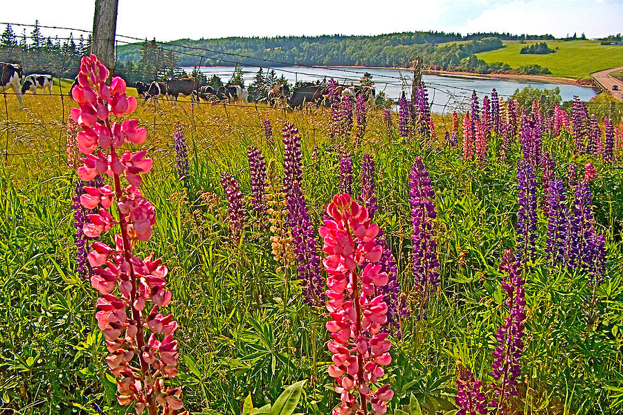 Multi-colored Lupine near Londson Bay in PEI National Park, Prince Edward Island, Canada Photograph by Ruth Hager