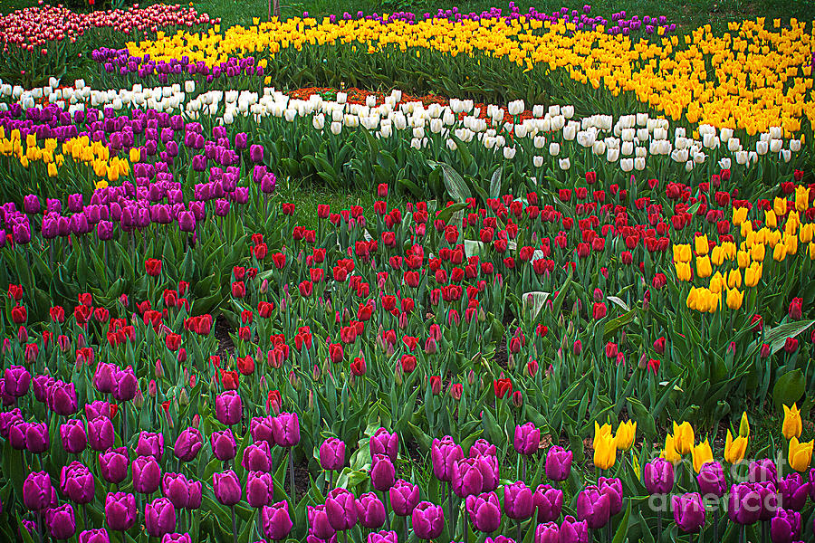 Flower Photograph - Multi-colored by Matt Create