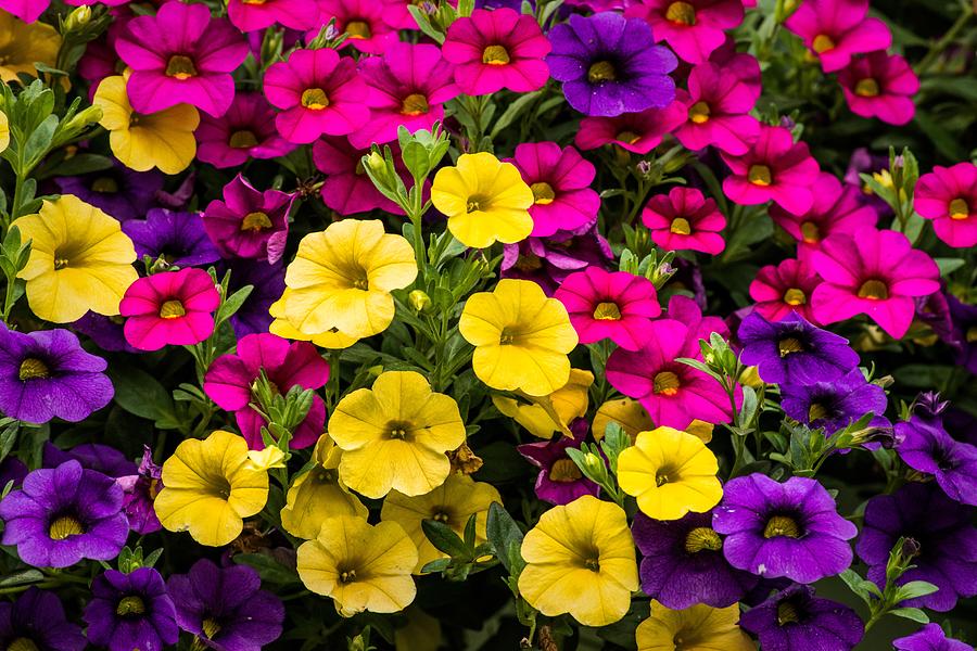 Multi-colored Million Bells Photograph by Onyonet Photo Studios