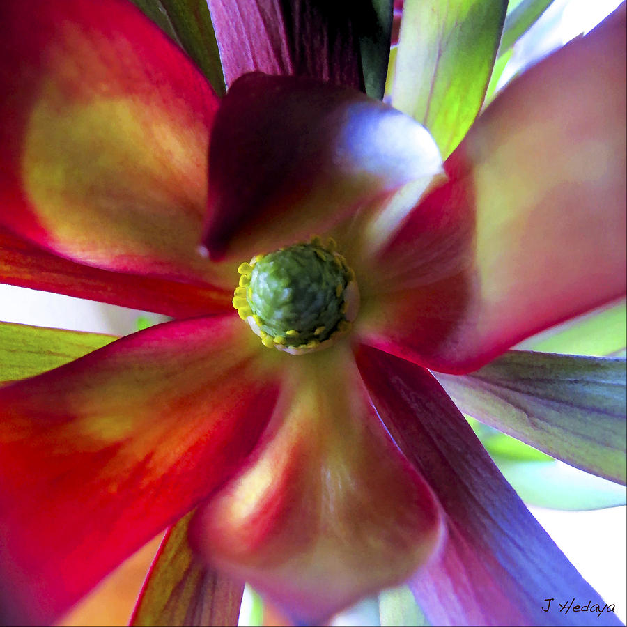 Multi Colored Petals Photograph by Joseph Hedaya